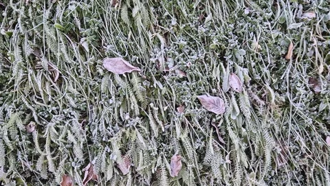 Frost covered grass texture with plants and fallen leaves on the ground. Hoar gi Stock Footage 292376359
