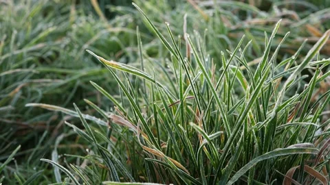 Frost covered grass on winter day in a field Stock Footage 146544760