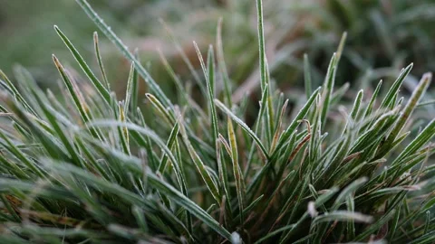 Frost covered grass on winter day Stock Footage 146544887