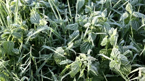 Frost covered grasses Stock Footage 4955830
