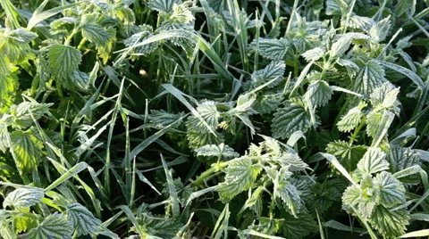 Frost covered grasses Stock Footage 4956290