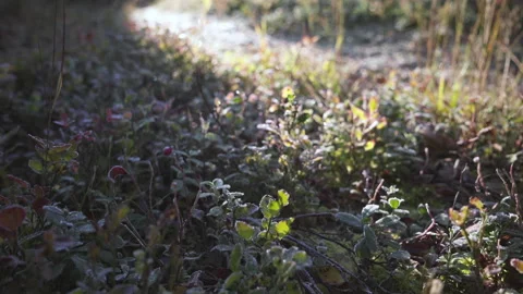 Frost covered ground Stock Footage 224376099