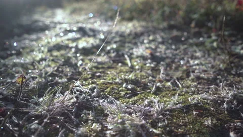 Frost covered ground Stock Footage 224378497
