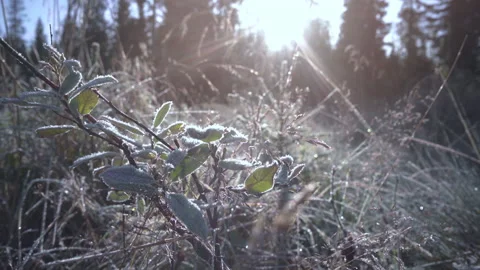 Frost covered ground Stock Footage 224380024