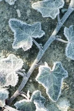 Frost covered ivy Stock Photos