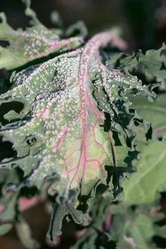 Frost Covered Kale Leaf Stock-Fotos