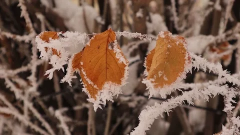 Frost Covered Leaf and Falling Snowflakes in a Tranquil Winter Scene Stock Footage 295335206