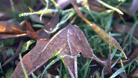 Frost covered leaf on grass with dew, slow pan Stock Footage 91865688