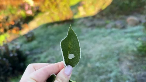 Frost-Covered Leaf Held Against a Sunny Morning Backdrop Stock Footage 308257647