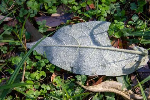 Frost covered leaf Stock Photos