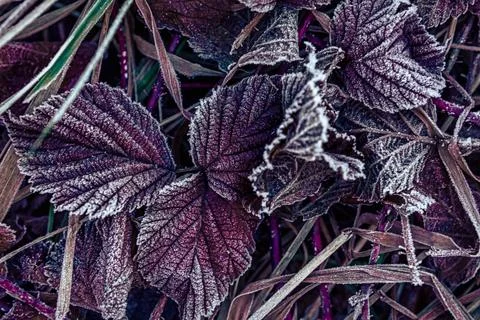 Frost-covered Leaves Create a Striking Pattern in Early Morning Sunlight in a Stock Photos