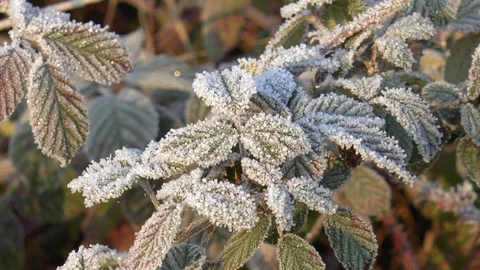 Frost Covered Leaves Stock Footage 102271417