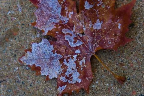 Frost-Covered Maple Leaf on a Rustic Surface Stock Photos