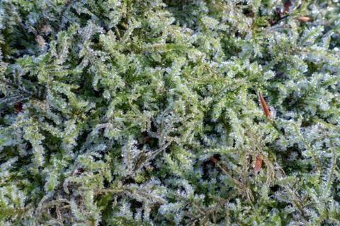 Frost covered moss Stockfoto's
