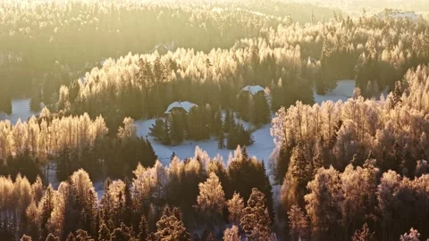 Frost covered nordic pine forest glowing in golden winter sunrise light aerial 動画素材 334267752