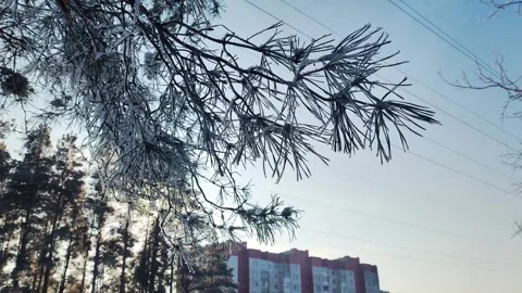 Frost-covered pine branches against light blue sky in winter, with blurred Video stock 342920877