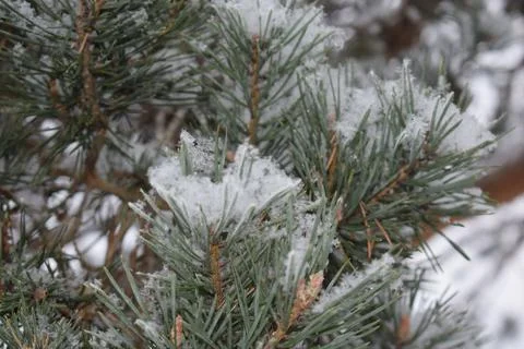 Frost covered pine branches creating a delicate winter nature texture Stock Photos