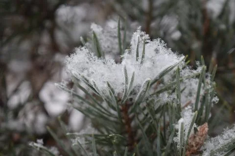 Frost covered pine branches creating a delicate winter nature texture Stock Photos