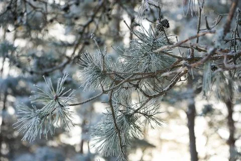 Frost-covered pine branches in a winter forest, captured in soft natural li.. Stock Photos