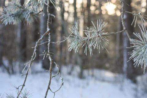 Frost-covered pine branches in a winter forest illuminated Stock Photos