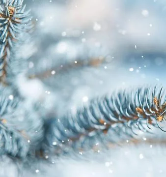 Frost-Covered Pine Branches Winter Panorama with Copy Space Stock Photos