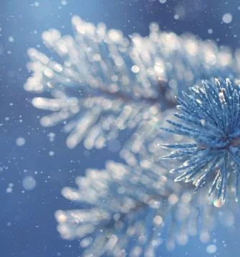 Frost-Covered Pine Branches Winter Panorama with Copy Space Stock Photos