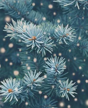 Frost-Covered Pine Branches Winter Panorama with Copy Space Stock Photos