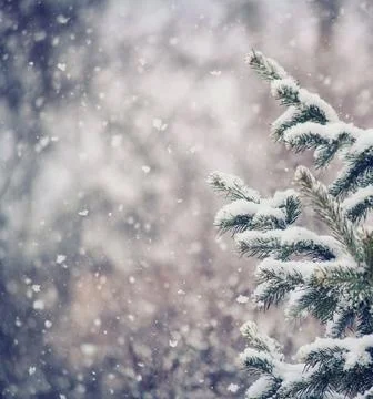 Frost-Covered Pine Branches Winter Panorama with Copy Space Stock Photos