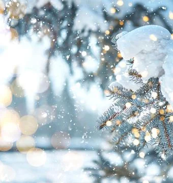 Frost-Covered Pine Branches Winter Panorama with Copy Space Stock Photos