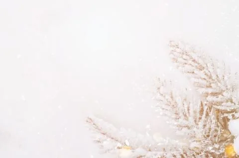 Frost-Covered Pine Branches Winter Panorama with Copy Space Stock Photos