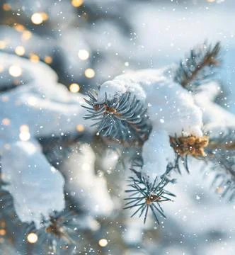 Frost-Covered Pine Branches Winter Panorama with Copy Space Stock Photos
