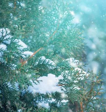Frost-Covered Pine Branches Winter Panorama with Copy Space Stock Photos