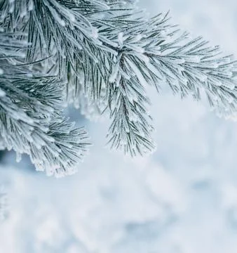 Frost-Covered Pine Branches Winter Panorama with Copy Space Stock Photos