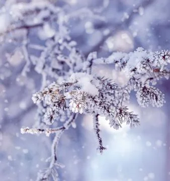 Frost-Covered Pine Branches Winter Panorama with Copy Space Stock Photos