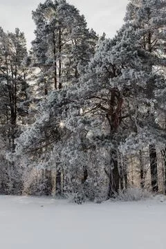 Frost Covered Pine Forest in Winter Sunlight Stock Photos