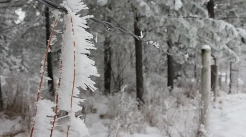 Frost covered pine needle Video stock 60611595