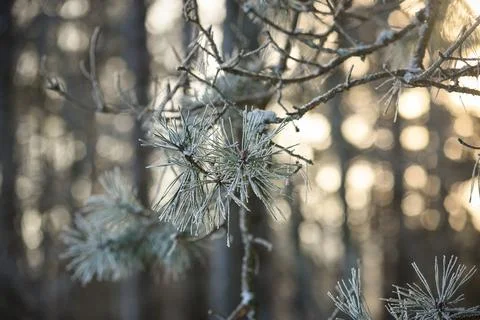 Frost-covered pine needles on a conifer branch in a winter forest, illumina.. Stock Photos