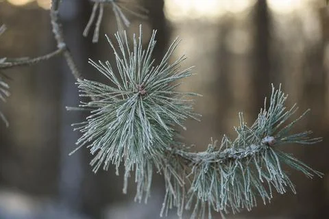 Frost-covered pine needles on a tree branch in a winter forest. Delicate ic.. Stock Photos