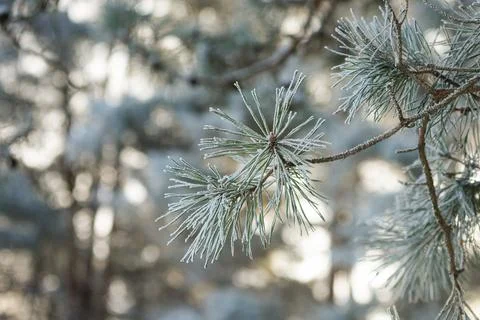 Frost-covered pine needles on a tree branch in a winter forest. Delicate ic.. Stock Photos