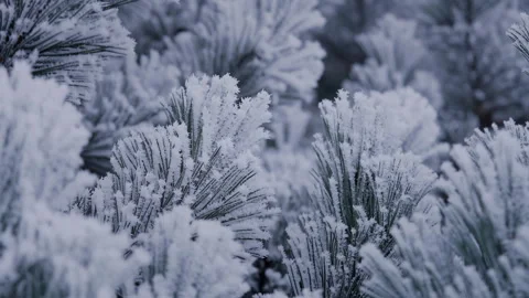 Frost Covered Pine Needles Winter Macro Close Up Stock Footage 326150133