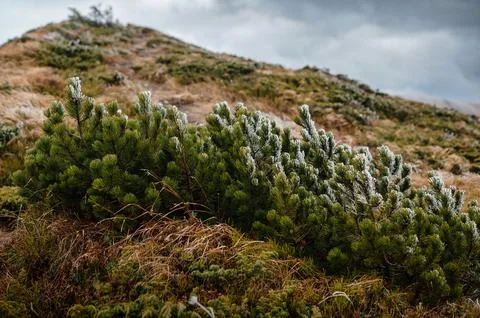 Frost-Covered Pine Shrubs on a Hillside Stock Photos