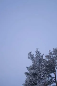 Frost-covered pine tree branches extending into a serene clear sky, capturi.. Stock Photos