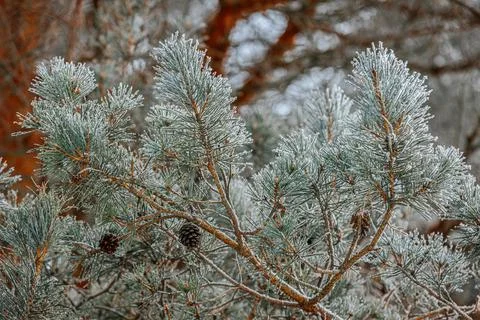 Frost-covered pine tree branches with cones, showcasing intricate details o.. 스톡 사진
