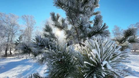 Frost-covered pine tree in winter forest at sunny day. Stock Footage 298178175