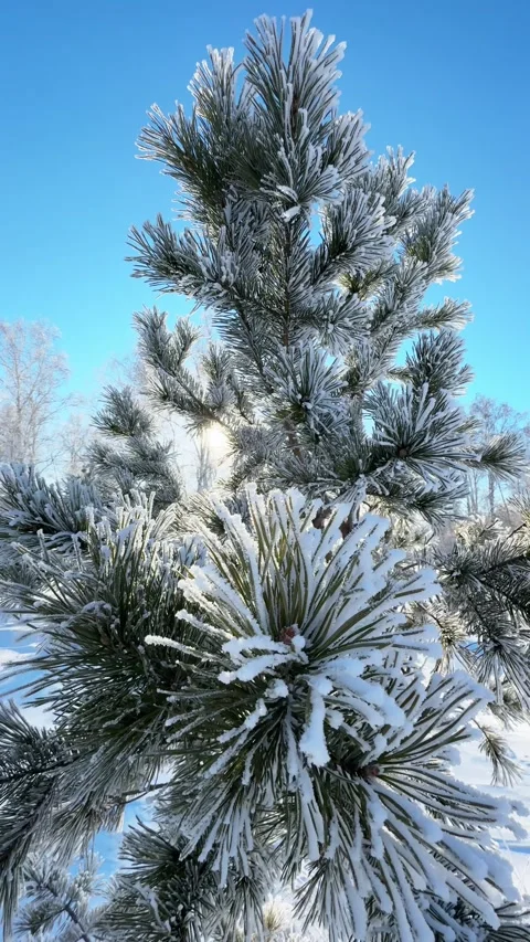 Frost-covered pine tree in winter forest at sunny day. Stock Footage 298178971