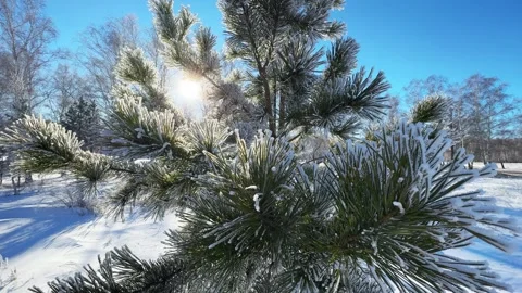 Frost-covered pine tree in winter forest at sunny day. Video stock 298179121