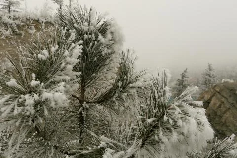 Frost covered pine trees on a cold winter's day Stock Photos