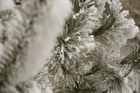 Frost covered pine trees on a cold winter's day Stock Photos