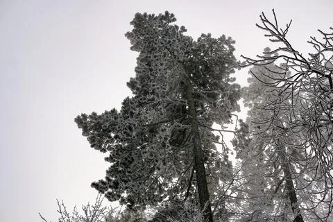 Frost-covered pine trees seen from below on a cold winter day Stock Photos