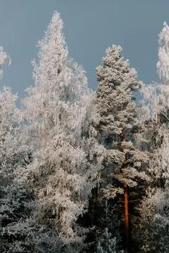 Frost Covered Pine Trees in Winter Forest Landscape Stock Photos